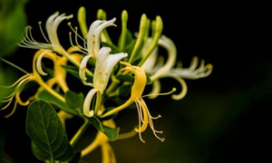 蚂蚁庄园：自古被誉为清热解毒良药的忍冬花又被称为金银花是因为