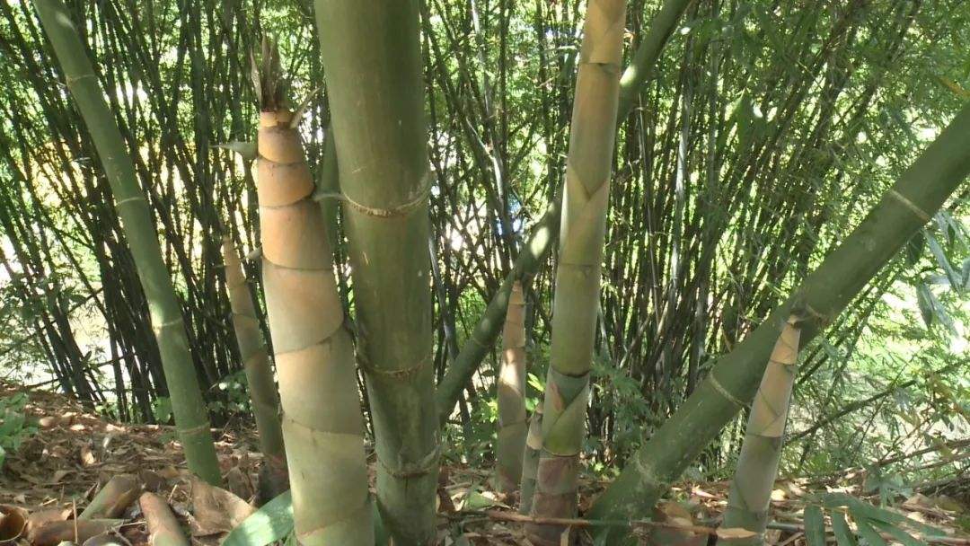 蚂蚁庄园：竹笋是春季特色美食，但并非人人适合吃，下列哪类人不适合多食？