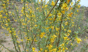 蚂蚁庄园:以下哪种植物是冬季雪封草地时动物的救命草