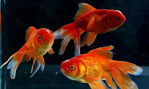 蚂蚁庄园：如果在黑暗的屋子里养金鱼它身体的颜色会
