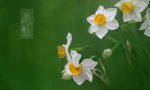 蚂蚁庄园：以下哪种花有凌波仙子的美称