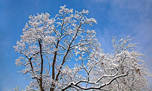 蚂蚁庄园：忽如一夜春风来千树万树梨花开形容的是哪种美景