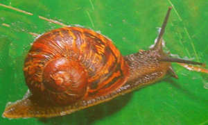 蚂蚁庄园：以下哪种动物不仅会夏眠冬天还会冬眠