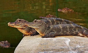 蚂蚁庄园：以下哪个物种是我国所独有的