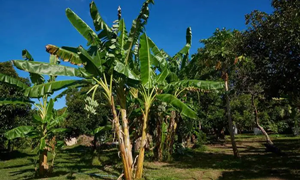 蚂蚁庄园：香蕉树其实是一种