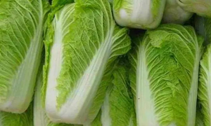 蚂蚁庄园：鲁迅笔下的胶菜指的是哪种菜