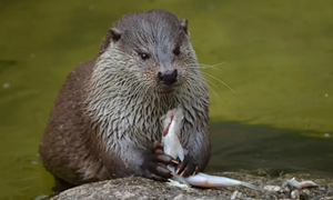 蚂蚁庄园：古人曾驯化哪种小动物帮助人类捕鱼